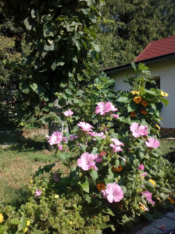 Platanus Bed & Breakfast Beckov Екстериор снимка