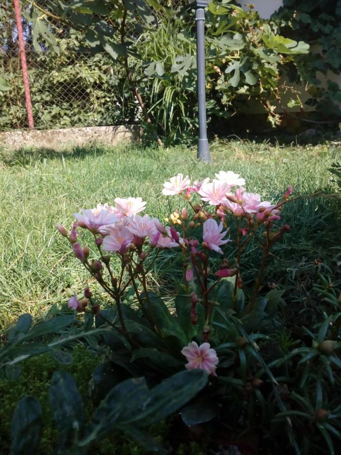 Platanus Bed & Breakfast Beckov Екстериор снимка